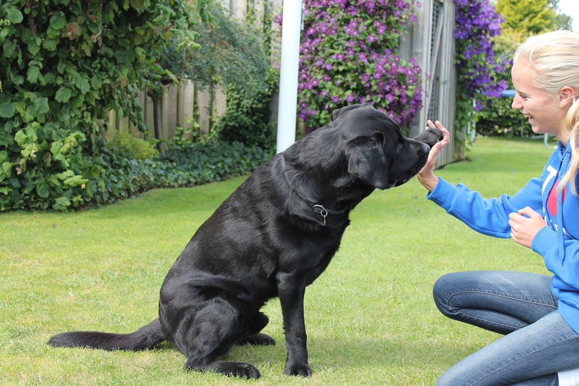 Labrador retriever Albert<3 - Never give up on someone you can't go a day without thinking about. billede 4