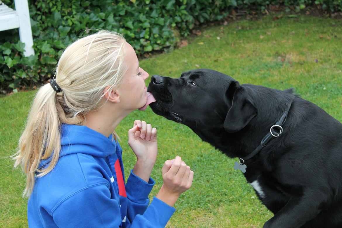 Labrador retriever Albert<3 - A friend is someone who knows the song in your heart, and can sing it back to you when you have forgotten the words. billede 6