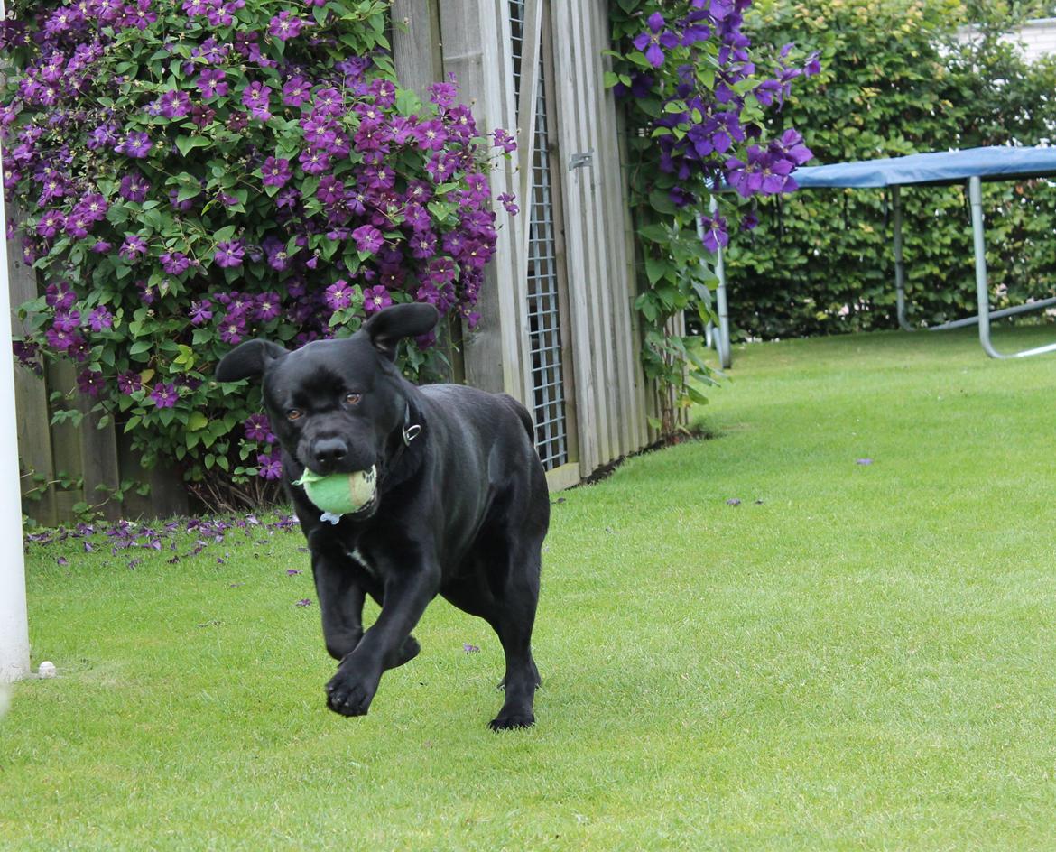 Labrador retriever Albert<3 - Kommer med bolden du moar. billede 13