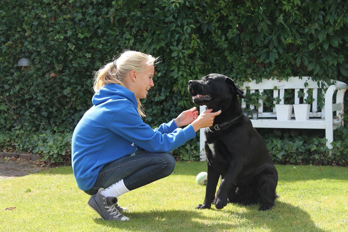 Labrador retriever Albert<3 - By the way, I'm wearing the smile you gave me.<3 billede 9
