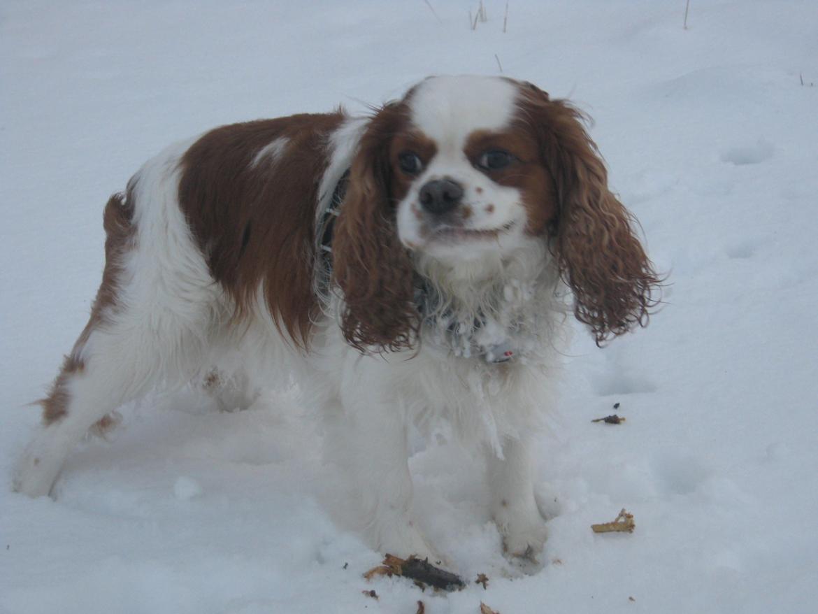 Cavalier king charles spaniel Cocio 2006-2016 billede 12