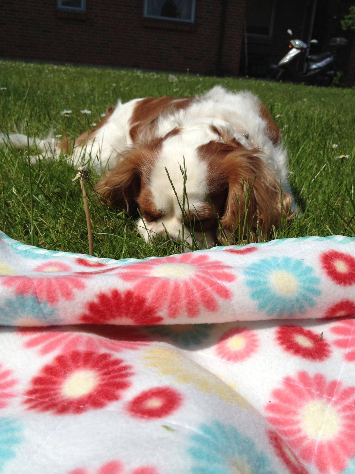 Cavalier king charles spaniel Cocio 2006-2016 billede 16