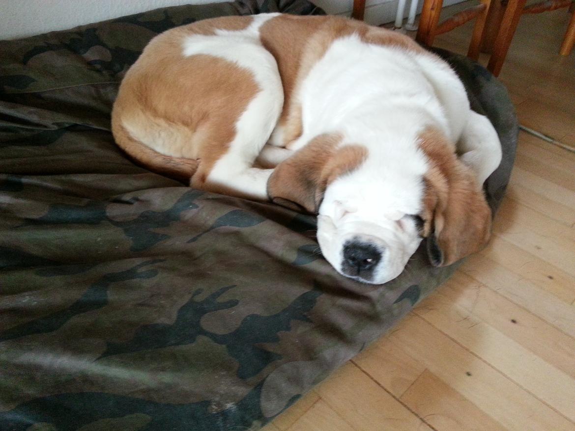 Sankt bernhardshund Rabomba Biggie. R.I.P. - Nøj hvor er jeg træt. billede 7