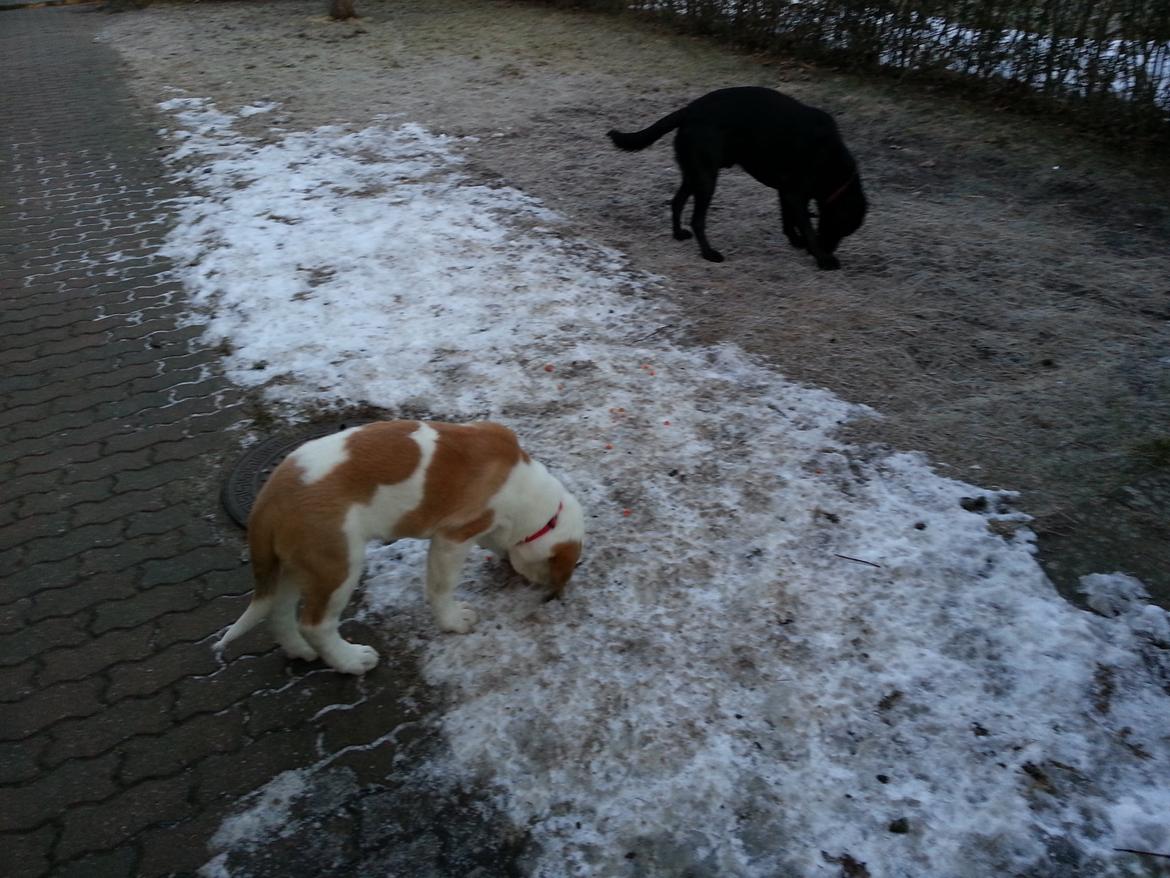 Sankt bernhardshund Rabomba Biggie. R.I.P. - Mad i haven Wee. billede 8