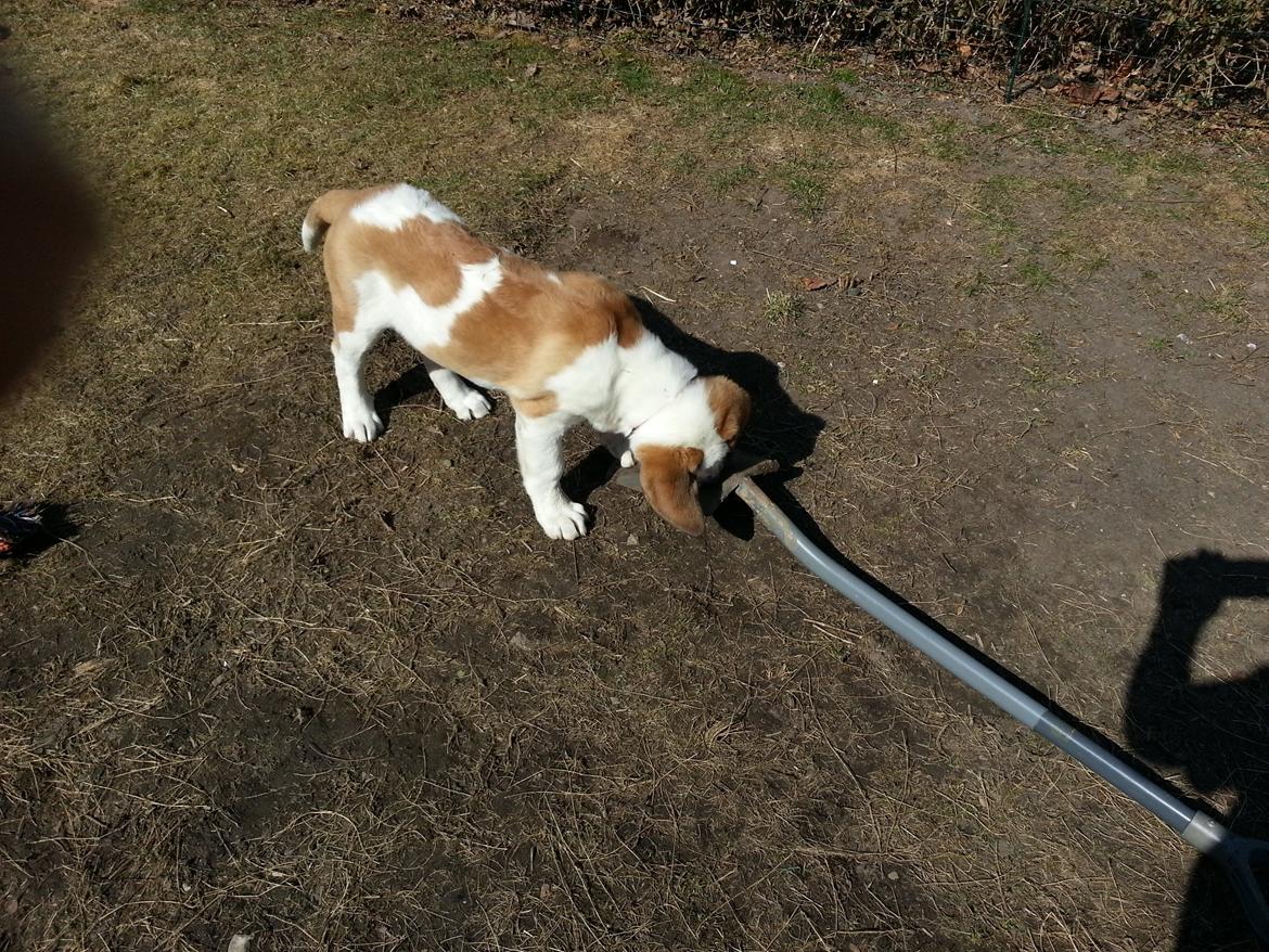 Sankt bernhardshund Rabomba Biggie. R.I.P. - Hvad er det for en mærkelig een?? billede 9