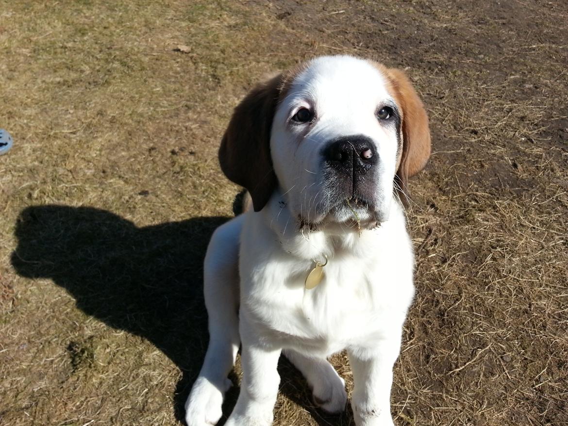 Sankt bernhardshund Rabomba Biggie. R.I.P. - Det var ikke mig! billede 10