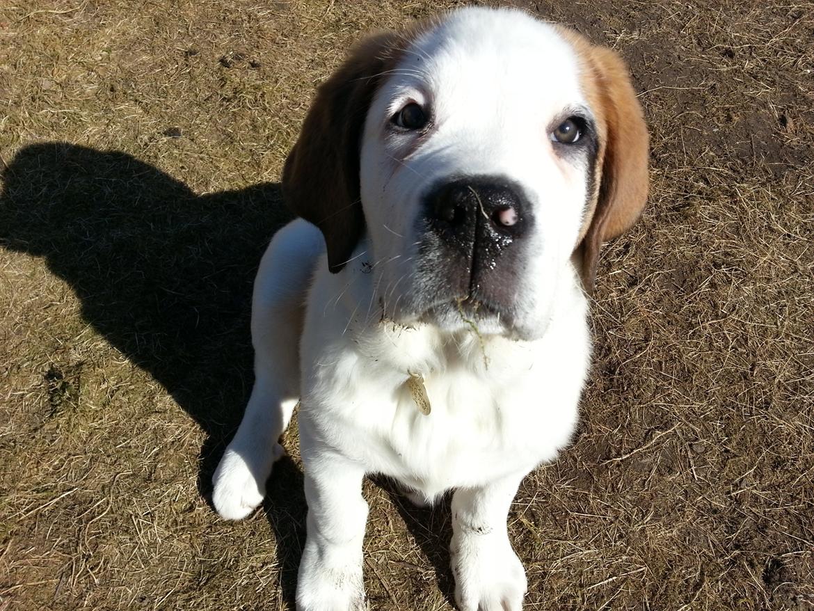 Sankt bernhardshund Rabomba Biggie. R.I.P. - Det var afgjordt ikke mig der gravede og bed i græsplænen! billede 11