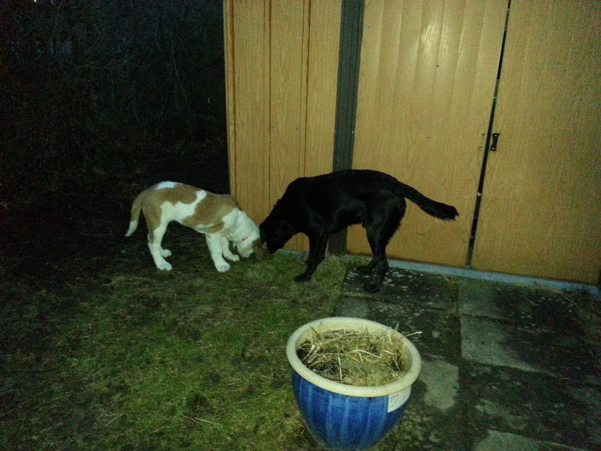 Sankt bernhardshund Rabomba Biggie. R.I.P. - Jeg SKAL finde mere mad end Bamse. billede 12