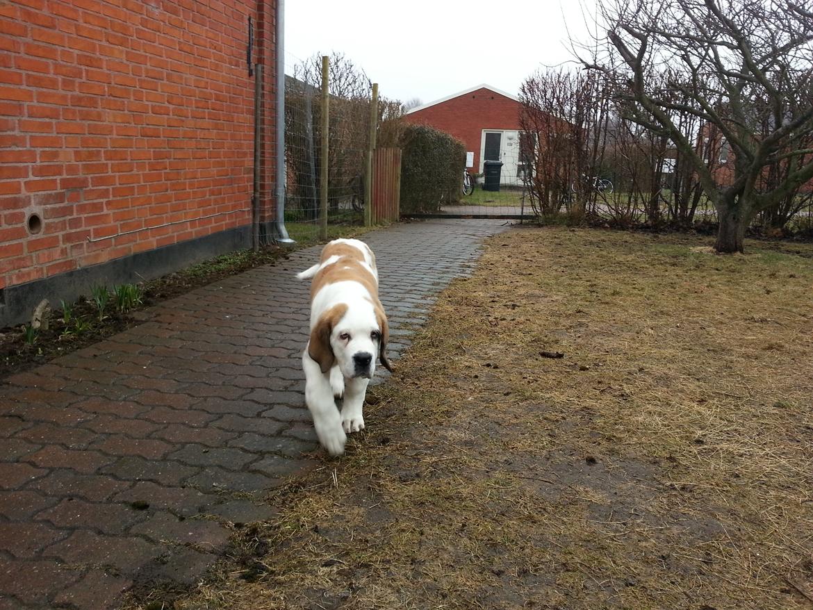Sankt bernhardshund Rabomba Biggie. R.I.P. - Smukke mig. billede 13