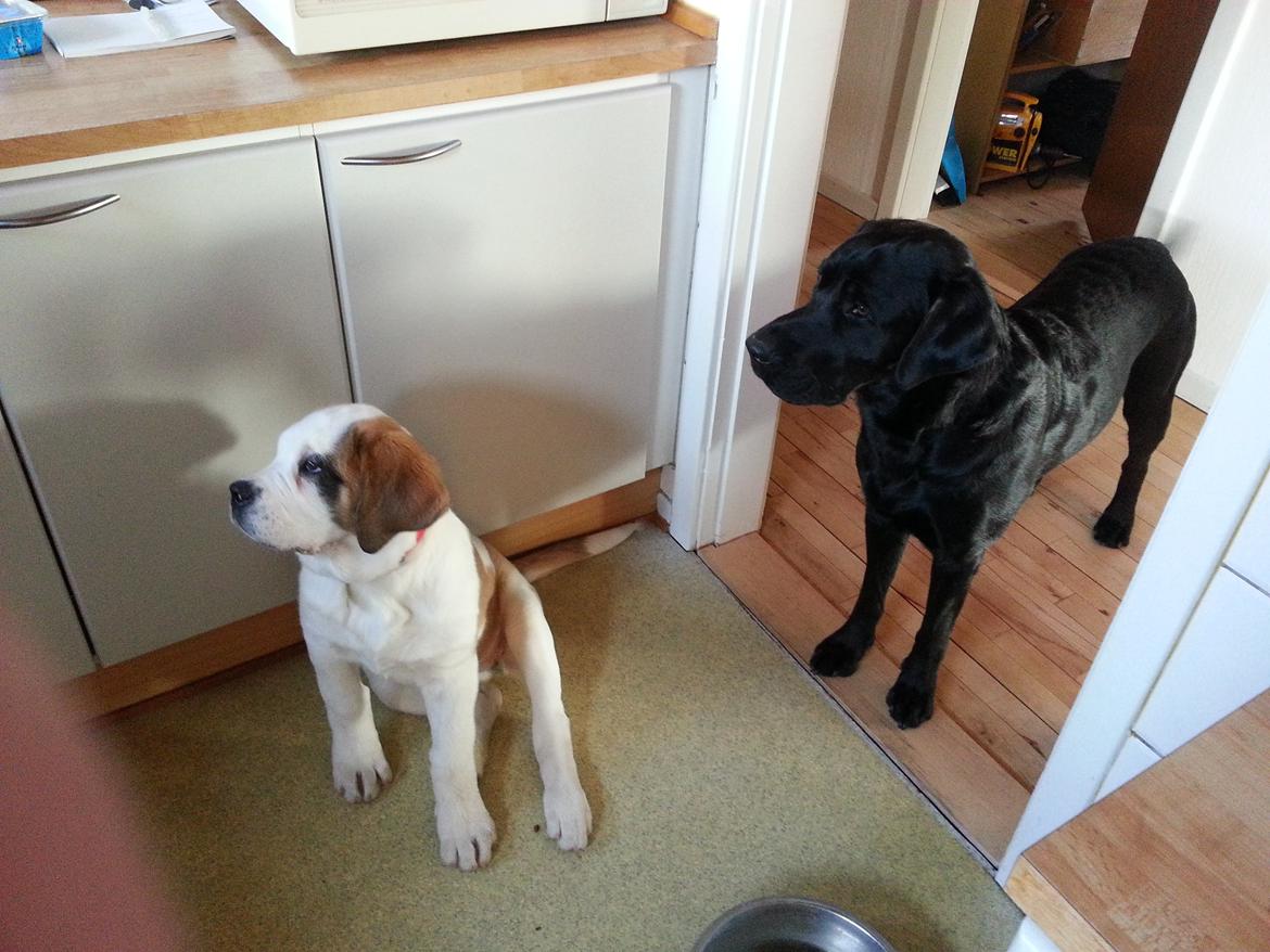 Sankt bernhardshund Rabomba Biggie. R.I.P. - Falder der mon noget af til os?? billede 14