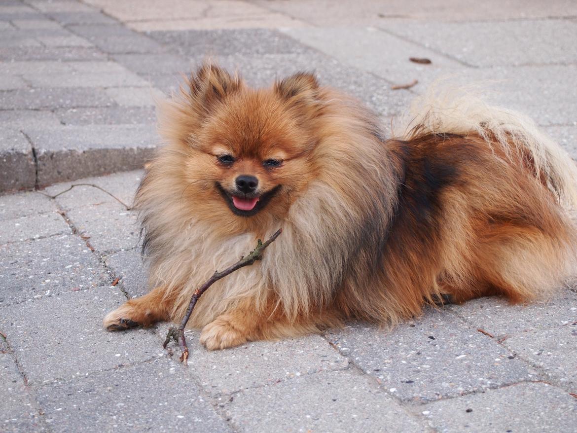 Pomeranian Feline billede 1