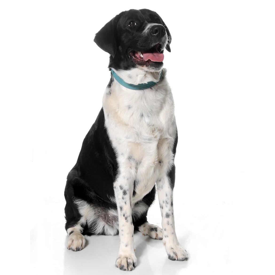 Blanding af racer Futte billede 1