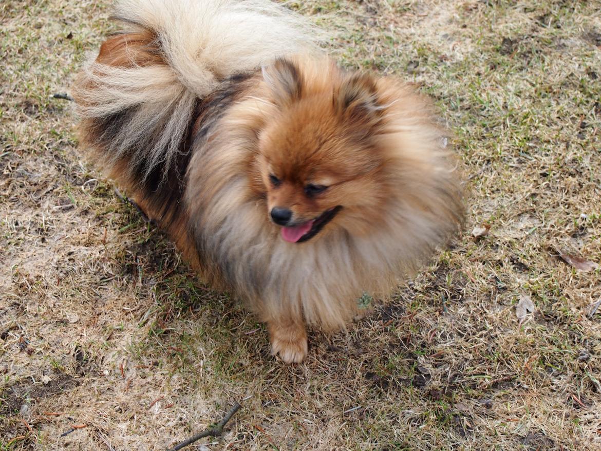 Pomeranian Feline billede 7