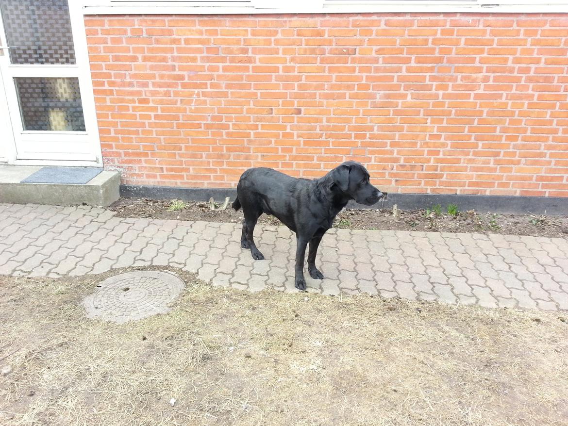 Labrador retriever Bamse. R.I.P. - Hva sker der? billede 9