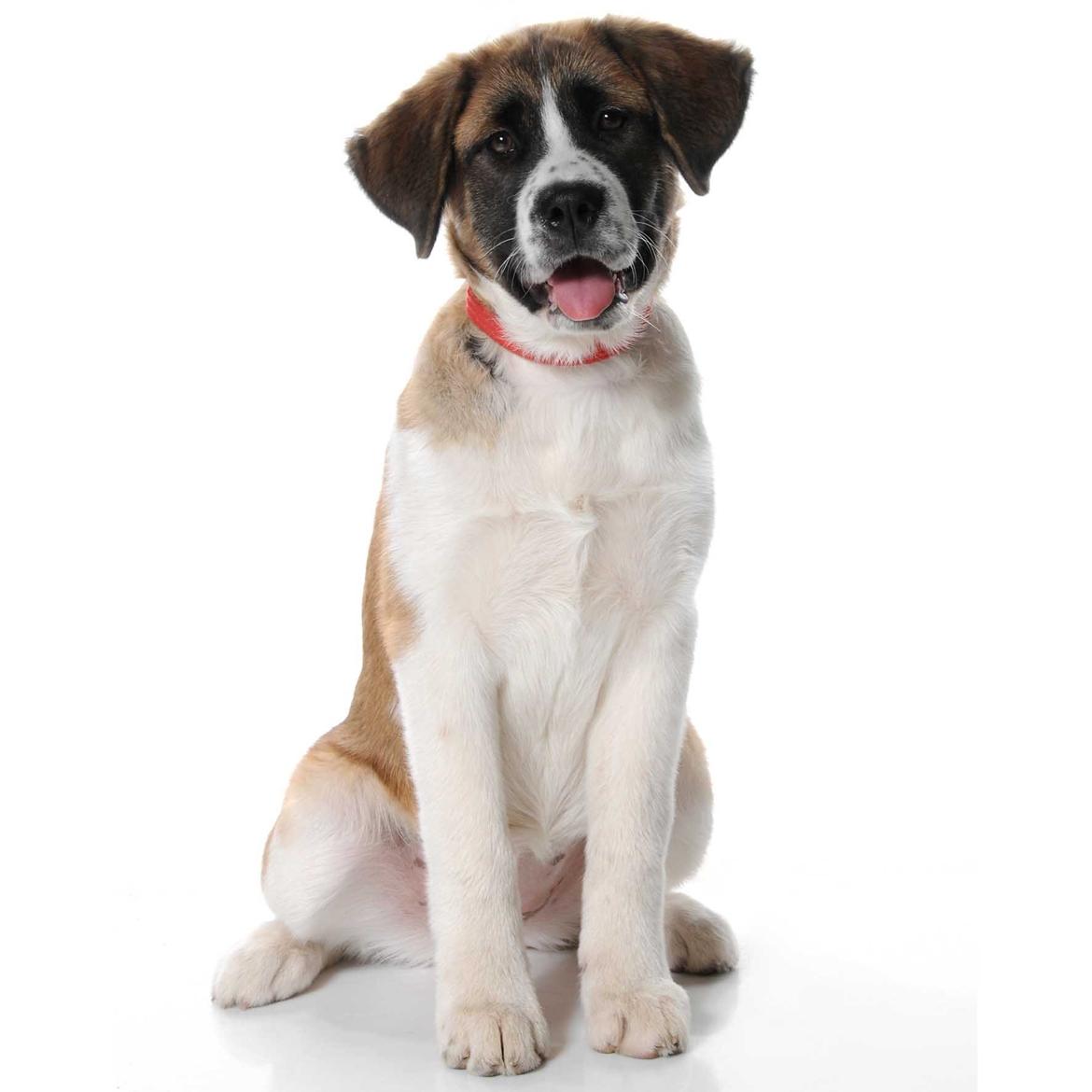 Blanding af racer Filippa. billede 1