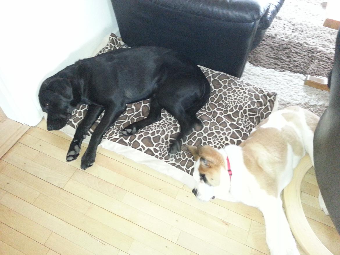 Labrador retriever Bamse. R.I.P. - Dejligt at putte lidt med Trøflen :-) billede 10