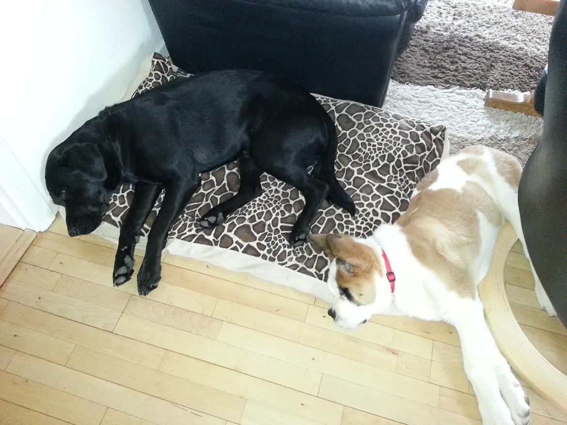 Sankt bernhardshund Rabomba Biggie. R.I.P. - Dejligt at sove sammen med "storebror". billede 15