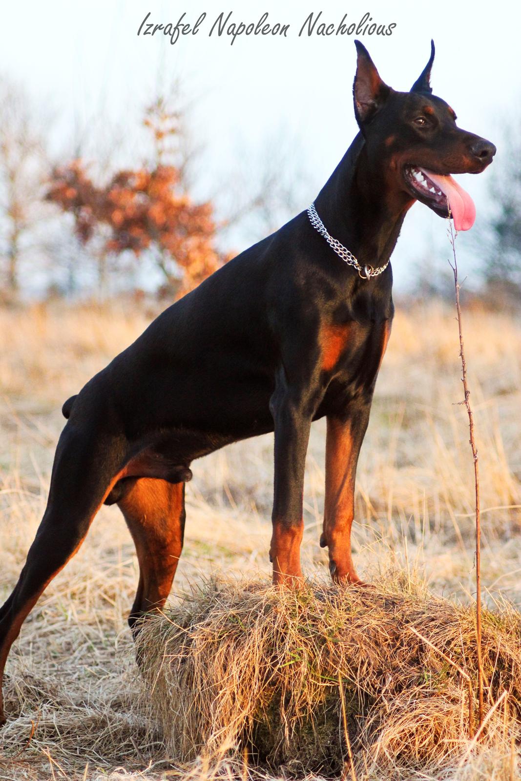Dobermann Izrafel Napoleon Nacholious billede 2