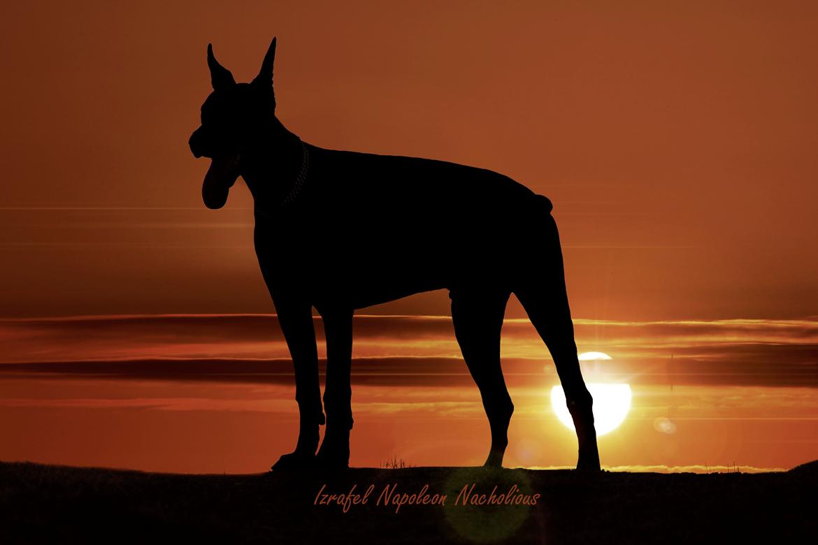 Dobermann Izrafel Napoleon Nacholious billede 1