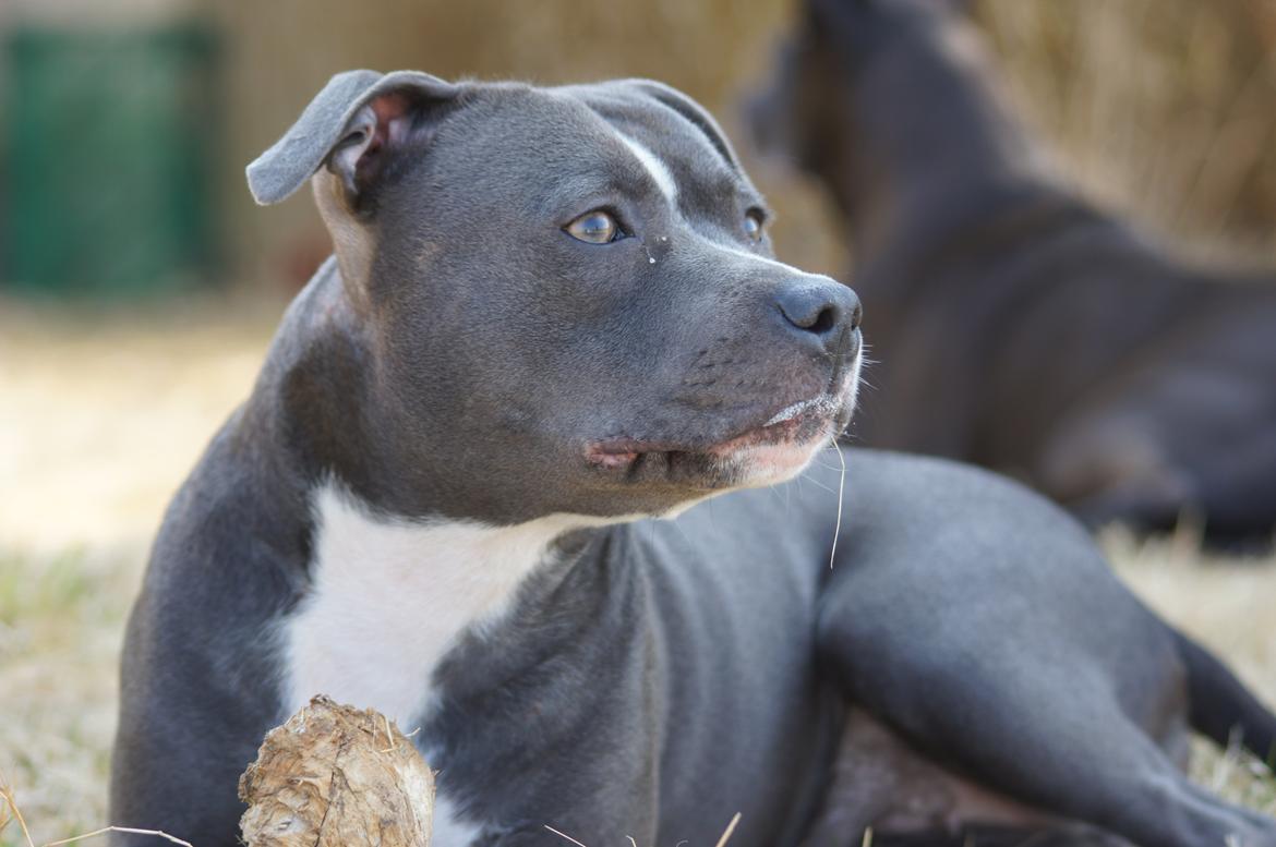 Staffordshire bull terrier Svea billede 1