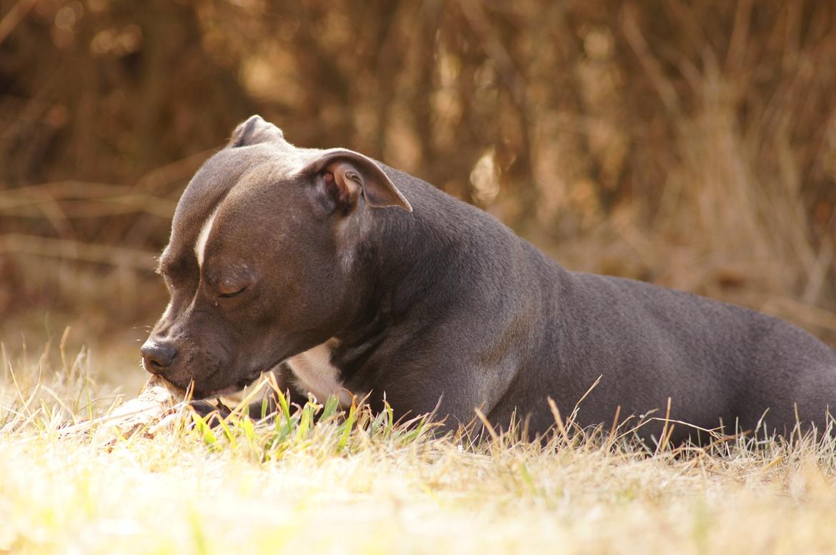 Staffordshire bull terrier Svea billede 32