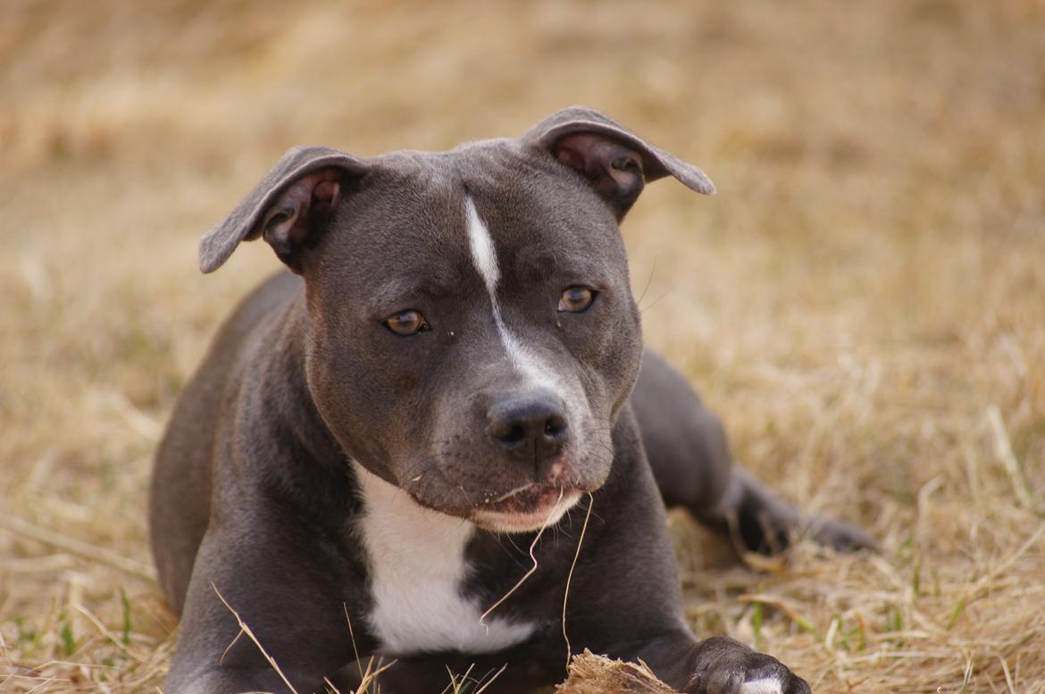 Staffordshire bull terrier Svea billede 3