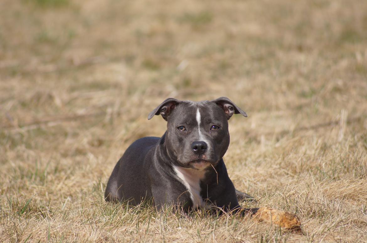 Staffordshire bull terrier Svea billede 5