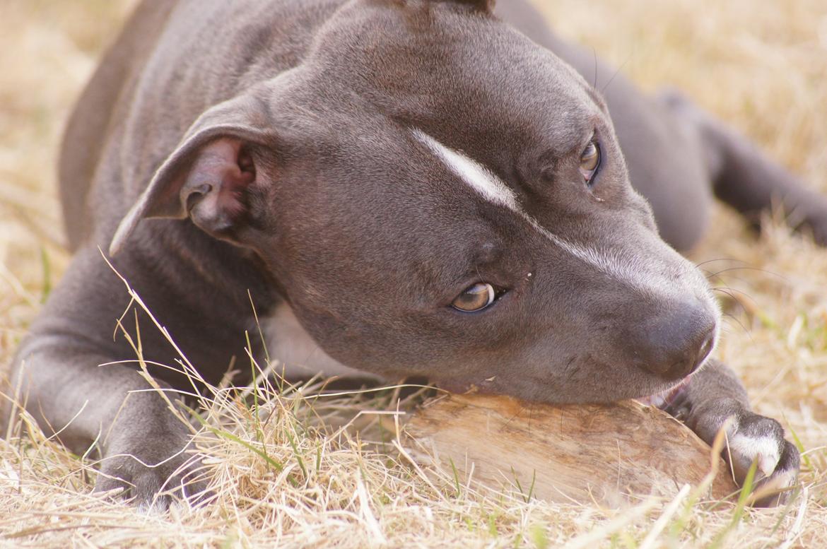 Staffordshire bull terrier Svea billede 7