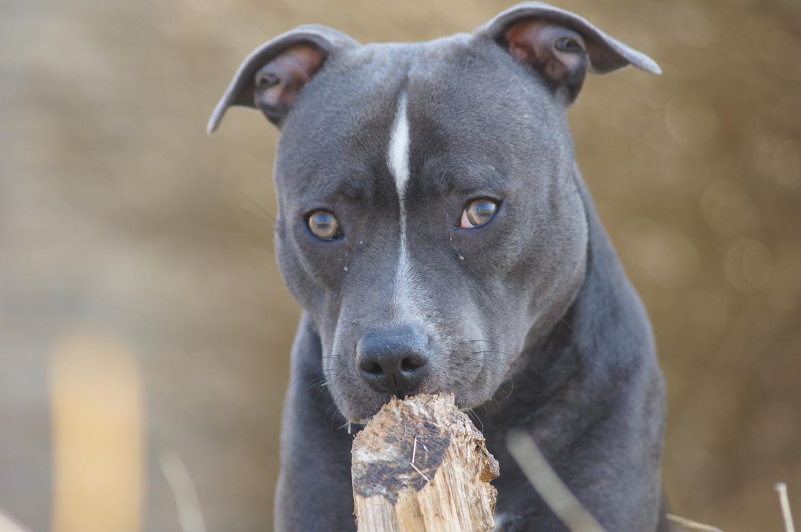 Staffordshire bull terrier Svea billede 8