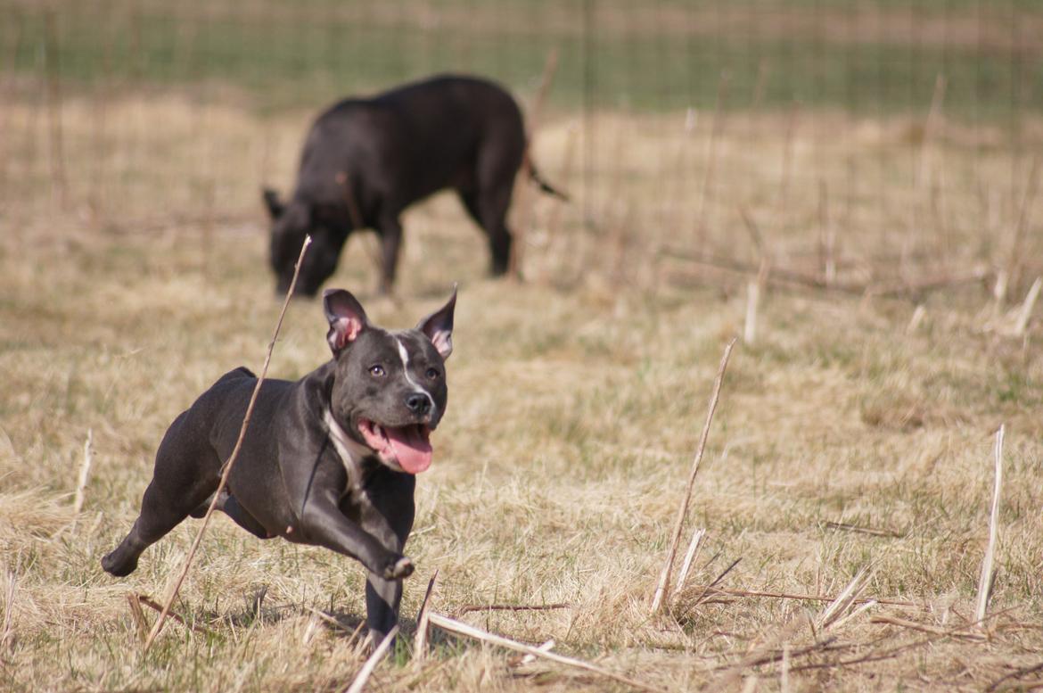 Staffordshire bull terrier Svea billede 9