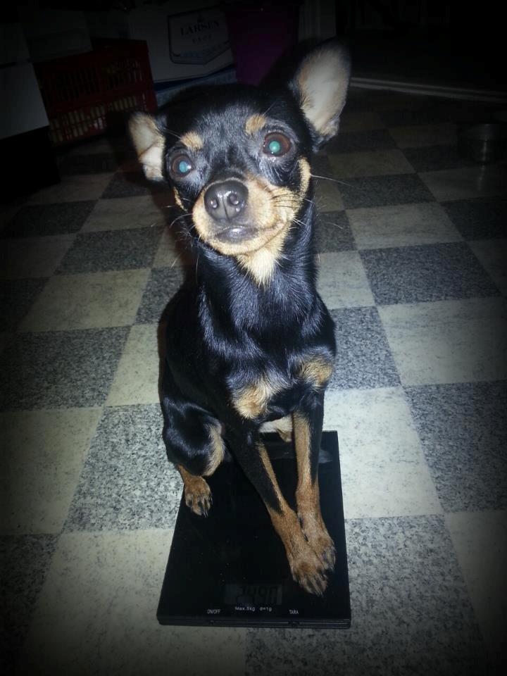 Blanding af racer Ninja *pivdyr* - Ninja på vægten den 16. april 2013 - lige knapt 2500 gram hund ;-) billede 18