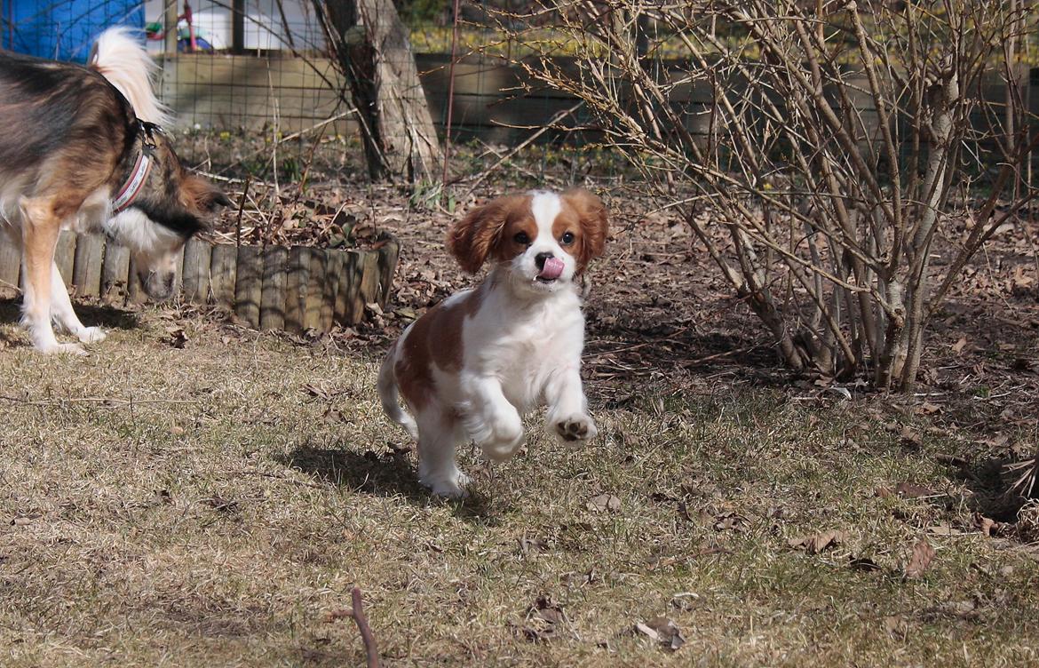 Cavalier king charles spaniel Comet billede 6