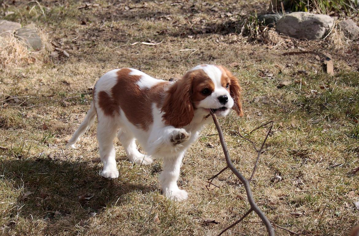 Cavalier king charles spaniel Comet billede 8