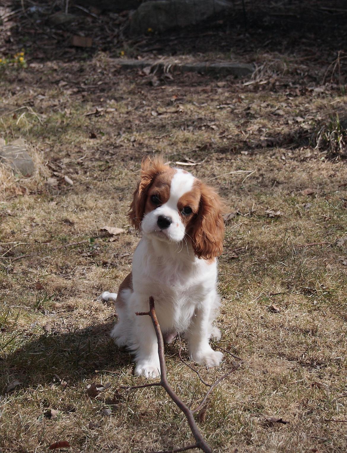 Cavalier king charles spaniel Comet billede 9