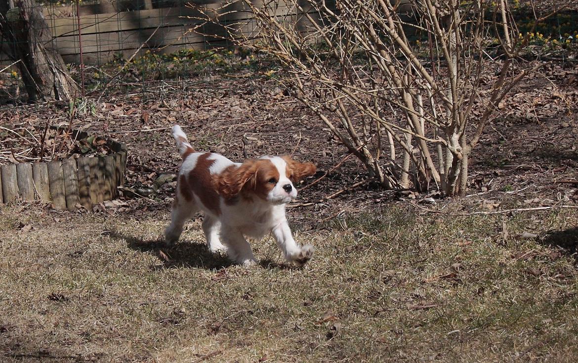 Cavalier king charles spaniel Comet billede 10