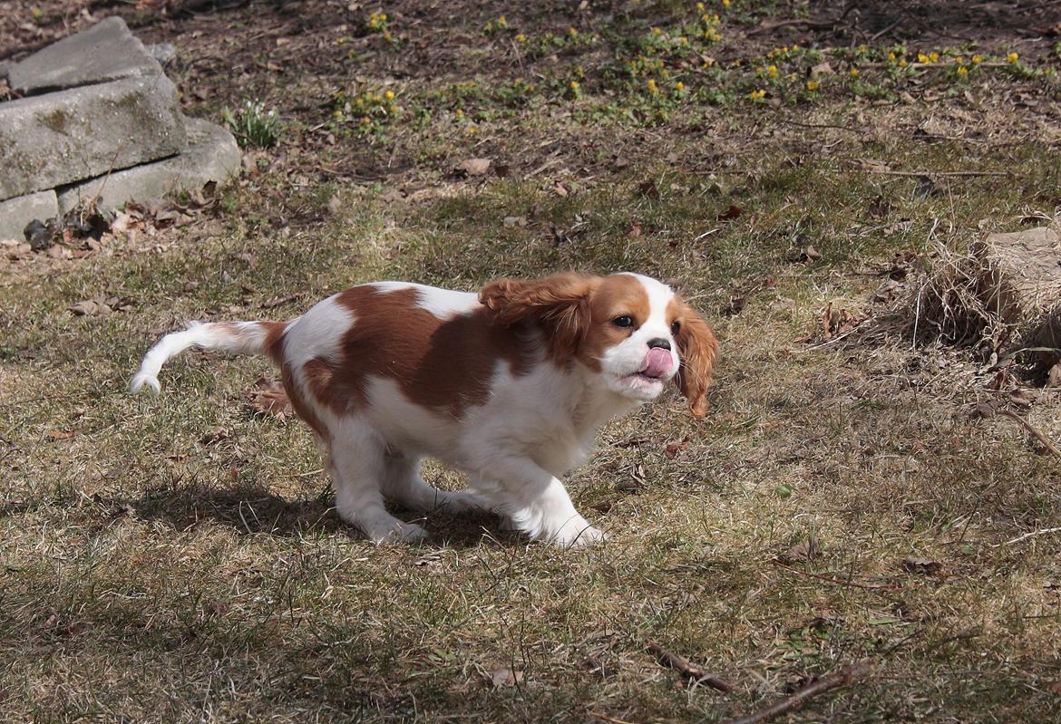 Cavalier king charles spaniel Comet billede 11