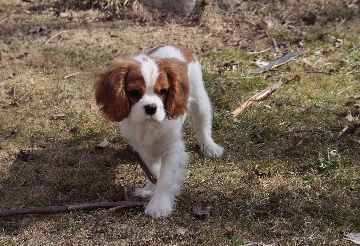Cavalier king charles spaniel Comet billede 12