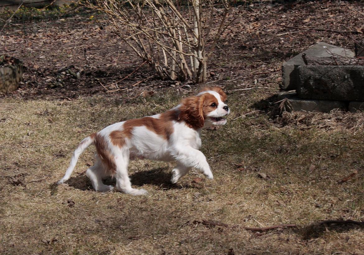 Cavalier king charles spaniel Comet billede 13