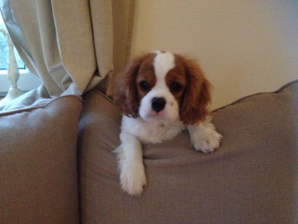 Cavalier king charles spaniel Comet billede 4