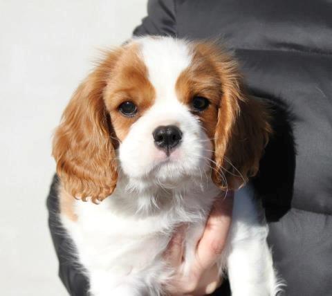 Cavalier king charles spaniel Comet billede 14