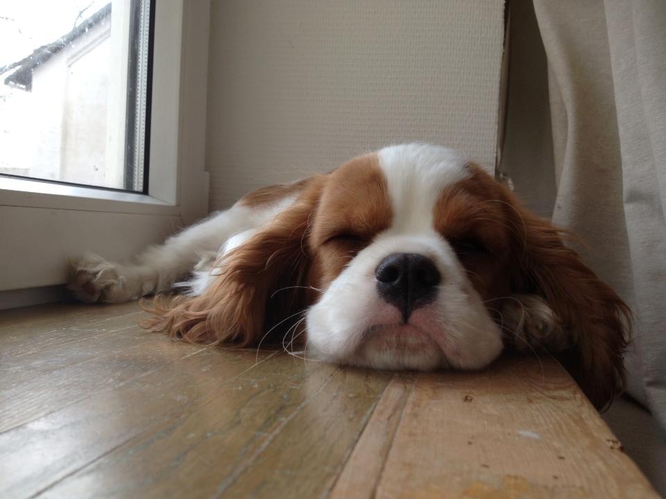 Cavalier king charles spaniel Comet billede 15