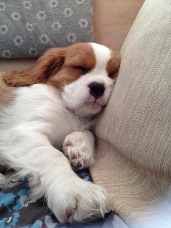 Cavalier king charles spaniel Comet billede 16