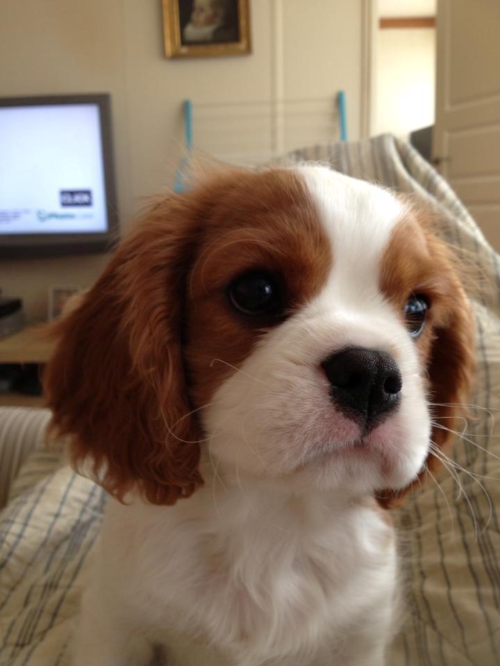 Cavalier king charles spaniel Comet billede 17