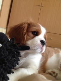 Cavalier king charles spaniel Comet billede 18