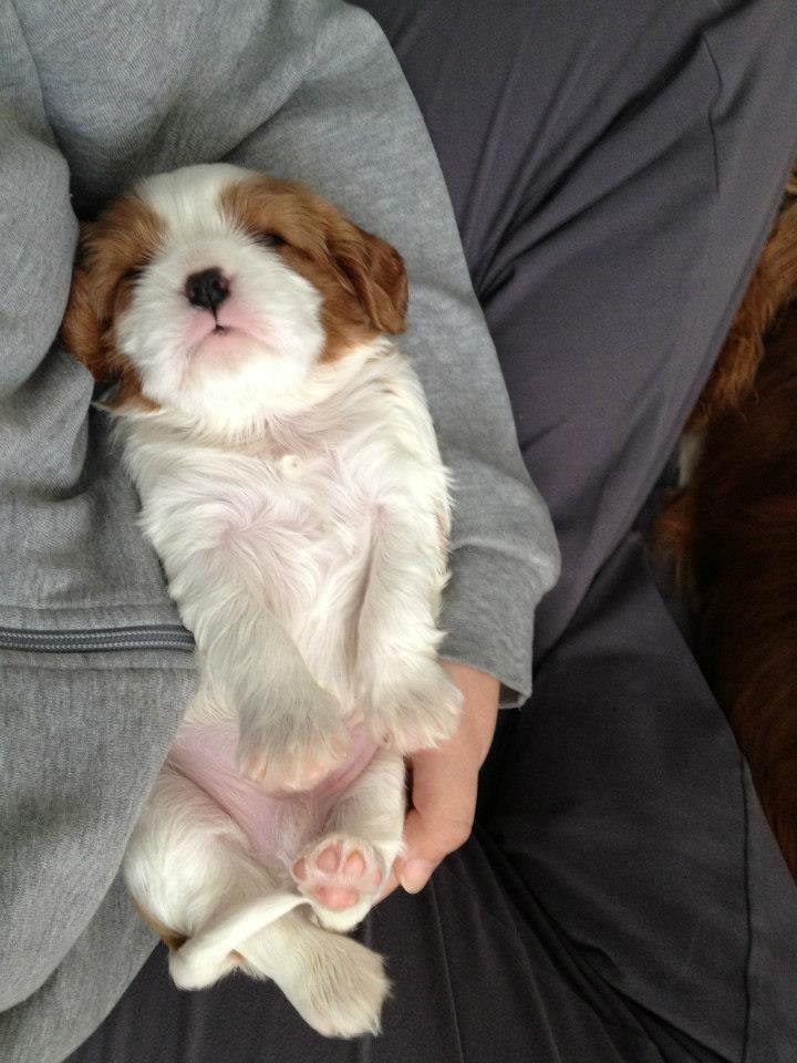 Cavalier king charles spaniel Comet billede 19