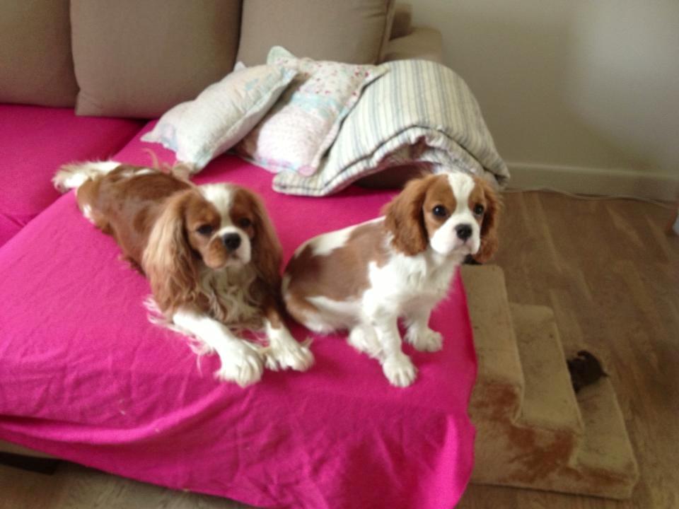 Cavalier king charles spaniel Comet billede 20