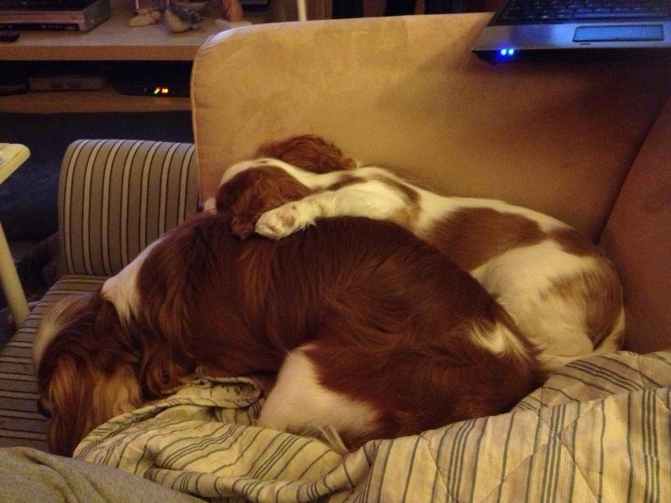 Cavalier king charles spaniel Comet billede 21