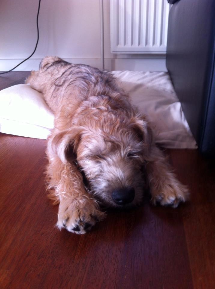 Soft-coated wheaten terrier Lulu billede 2