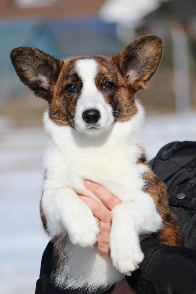 Welsh corgi cardigan Rosie billede 1