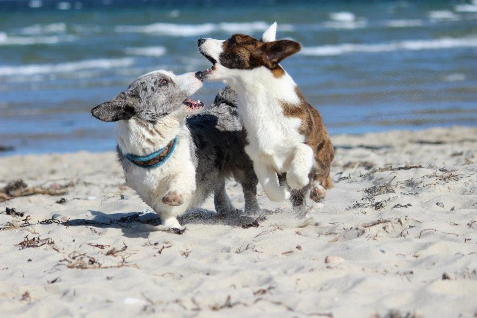 Welsh corgi cardigan Rosie billede 2